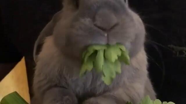 Глупав заек яде храна със сладко и глупаво изражение.
