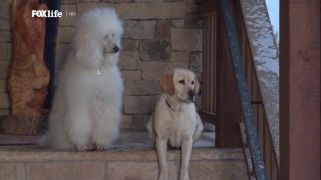 Кучето, което спаси коледната ваканция (2010) (бг аудио) (част 4) TV Rip FOX Life HD 02.12.2021