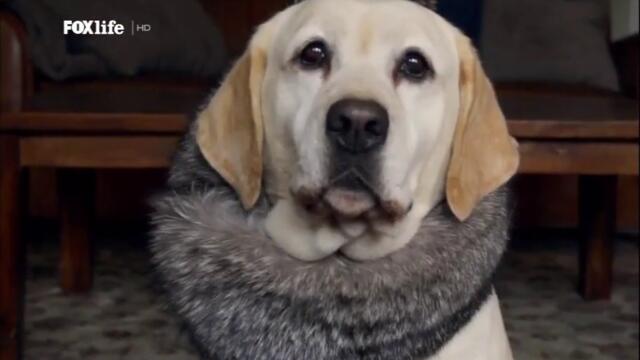 Кучето, което спаси празниците (2012) (бг аудио) (част 1) TV Rip FOX Life HD 02.12.2021
