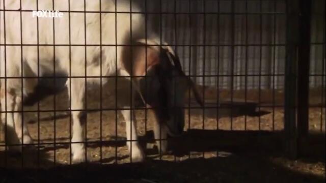 Кучето, което спаси празниците (2012) (бг аудио) (част 4) TV Rip FOX Life HD 02.12.2021