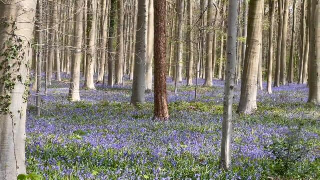 Вижте Вълшебната Синя гора! Flowering Forest Floors : - The Blue Forest Hallerbos 14 april 2022