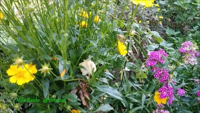 Стелла Джанни  -  СХОЖУ с УМА