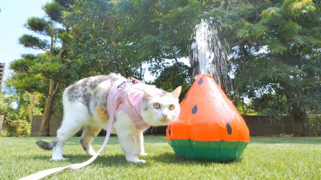 溢れ出す極上スイカ水を夢中になって舐め続ける三毛猫ネコ吉