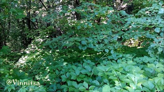 Українські Чарівні Пісні 👒 ОСТАННЄ ТАНГО