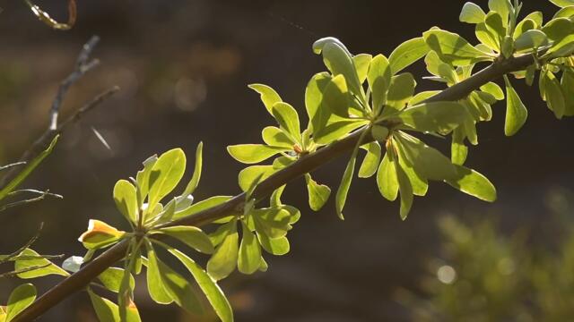 Primitive Life at the Survival Shelter (episode 12)