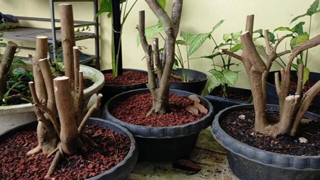 TIPS AZIS GAGAP Bikin Bonsai Untuk Pemula || Jeruk kingkit