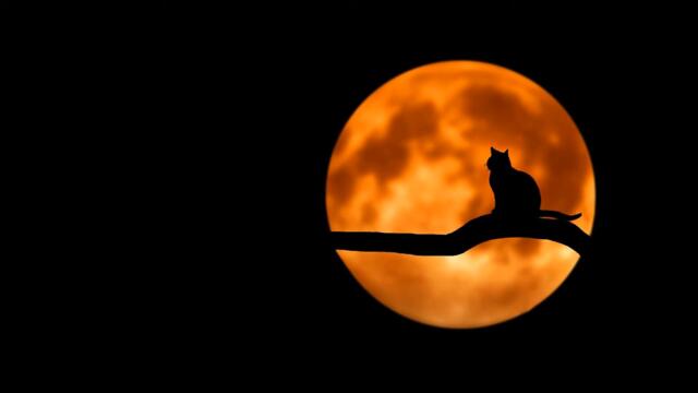 Золотое полнолуние 24 июля 2021г