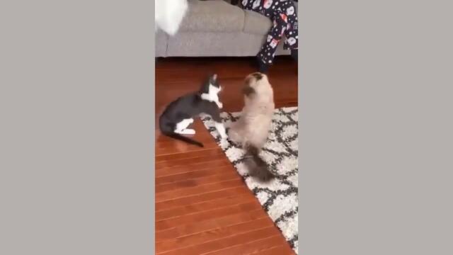 Funny Cat Videos 2021 Vol. 25 - Funny Animals 2021