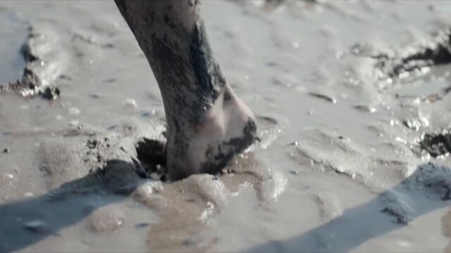 dvdv - 00042 strut   [  Joseph Delaney, Al/ice/ex & Aro Archive  ]