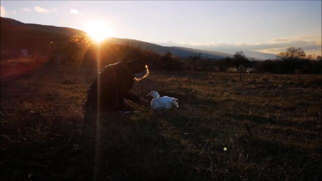 Hand feeding a Duck with some fresh grass