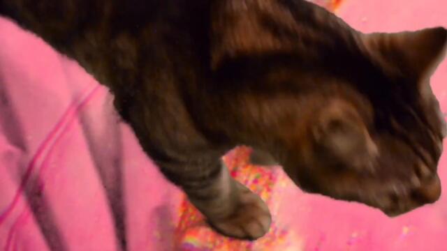 Unc D - Stress Yeeting (Official Video)