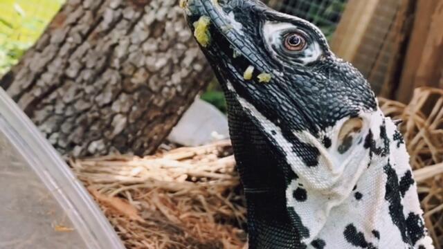 Gecko dan Cicak Cicak di Dinding | Lagu Indonesia Terpopuler Bag. 5