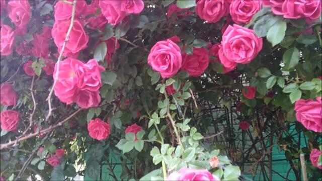 Валерий Залкин - АЛЫЕ РОЗЫ