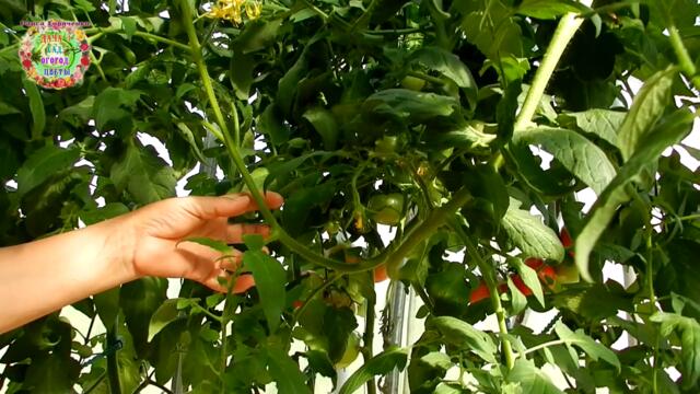 Почему НЕЛЬЗЯ обрезать растения сада и огорода в Полнолуние?