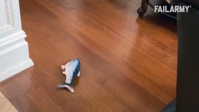 CLUMSY CAT FAILS | Funny Cat Videos - FailArmy