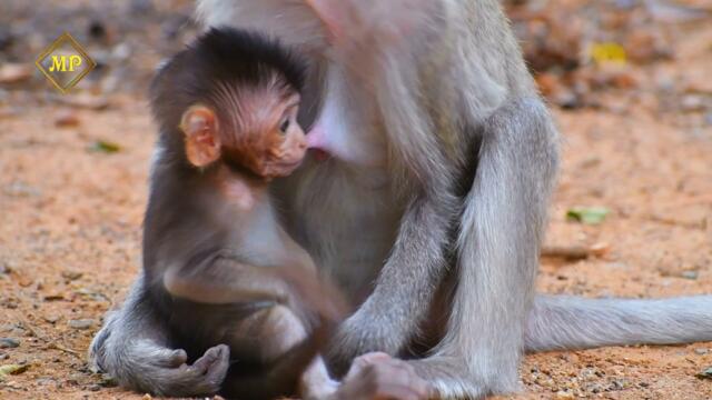 Adorable Monkey Park, VeVo has a good mummy carefully, Cute action baby monkey, VeVo baby monkey