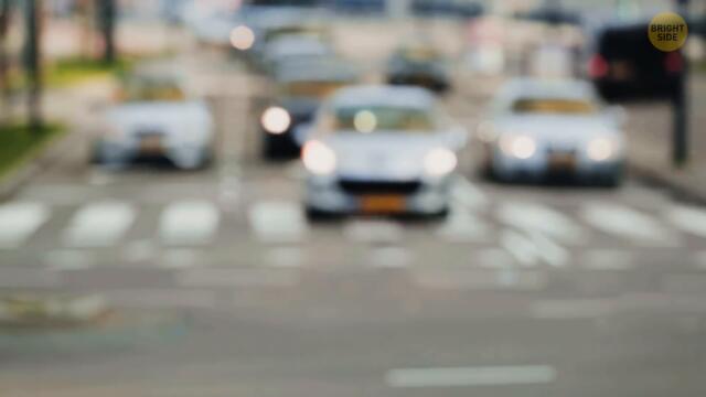 Why Dogs Like Squeaky Toys Sound but Not Fireworks