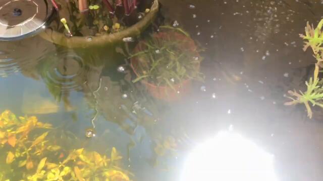 150 Gallon Pond Update 2 - The Remix - New Plants and Fish