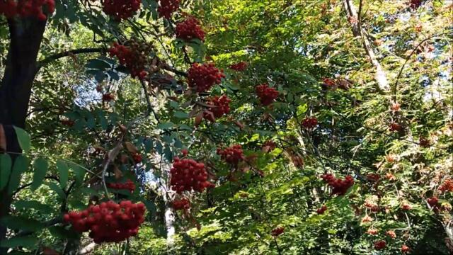 Иван Поклонский - КУДА СМОТРЕЛА ТВОЯ МАТЬ