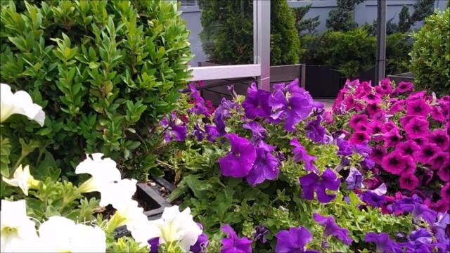 Я ЖЕНЩИНА, ДАРИТЕ МНЕ ЦВЕТЫ