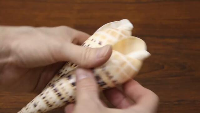 Pouring molten metal inside a seashell - WHAT HAPPENS? - Experimental metal casting at home - DIY