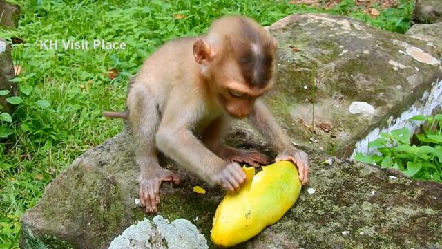 Poor monkey Rojo and other member enjoy with their food until full