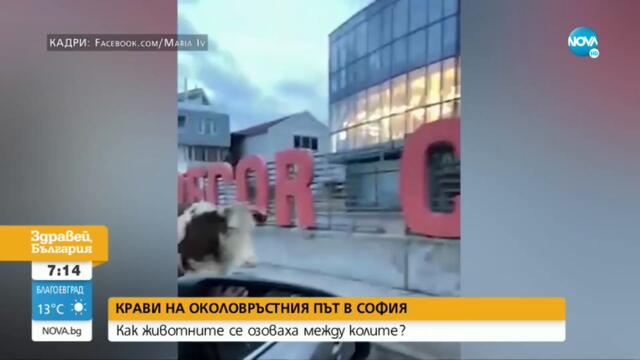 Крави затрудняват движението на Околовръстното в София - Здравей, България (01.09.2021)