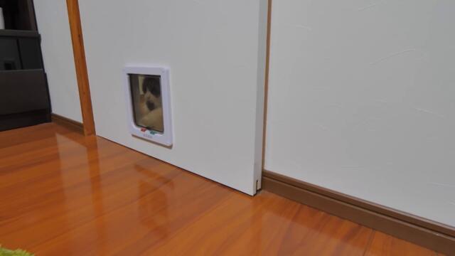 完全に飼い主のお腹を自分のベッドだと認識している大型猫