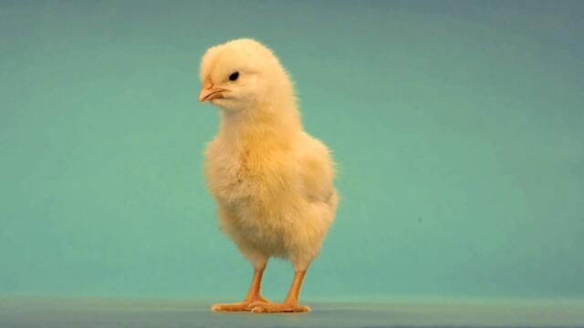 Martin Luke Brown - Opalite (Visuals)