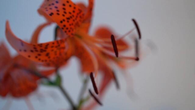 Photographing Still Life With The MAMIYA RZ67 | Irving Penn Inspired