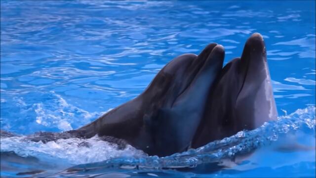 Это Безумно Красивая Мелодия, Затрагивающая Самые Сокровенные Уголки Души!