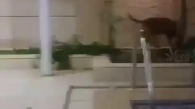 attack dog man Kangal Mother dog attacks Dogo Argentino and humans!!! Tragic end!