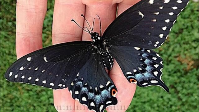 S ♛ Черни пеперуди ♛ Žanamari - Crni Leptire S ♛ ПРЕВОД