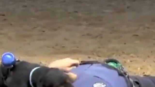 Would You Trust This Dog to Save Your Life? #Shorts