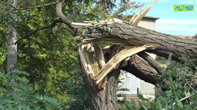 Буря изкорени дървета в Орлов дол