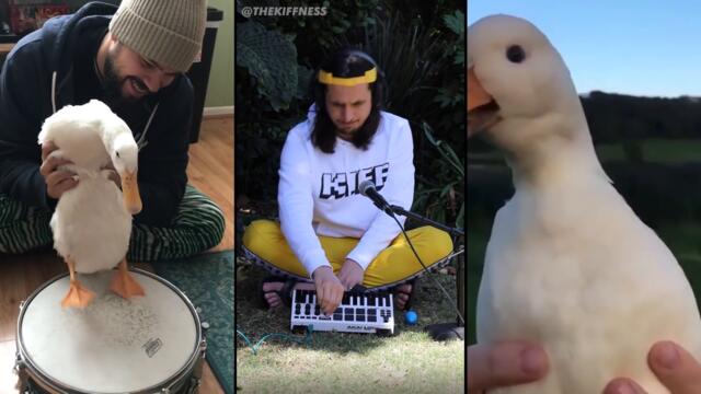 Ievan Polkka, but with ducks (The Kiffness Duck Club Remix)