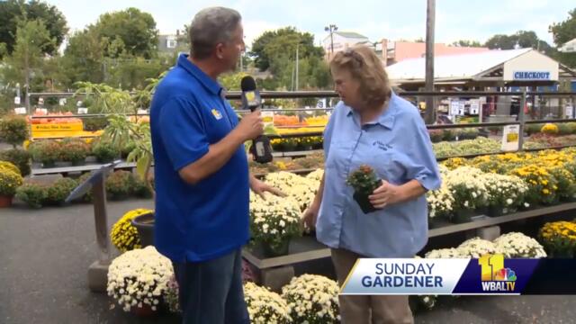 Sunday Gardener: Mums are the perfect Fall season flowers
