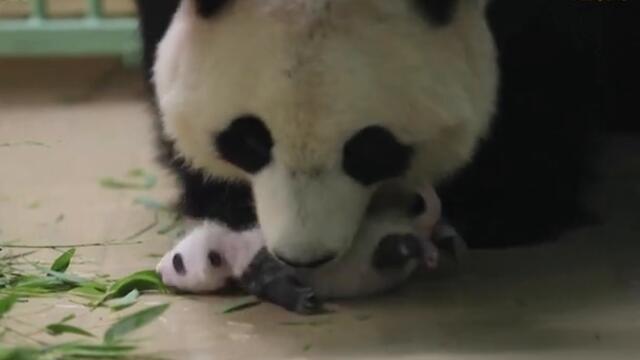 These Twin Baby Pandas Have Reached a Milestone – Their One Month Birthday #Shorts