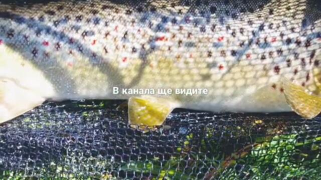 Трейлър на канала