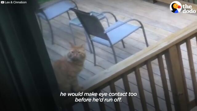 Guy Tries To Befriend A Stray Cat For Over A Year | The Dodo