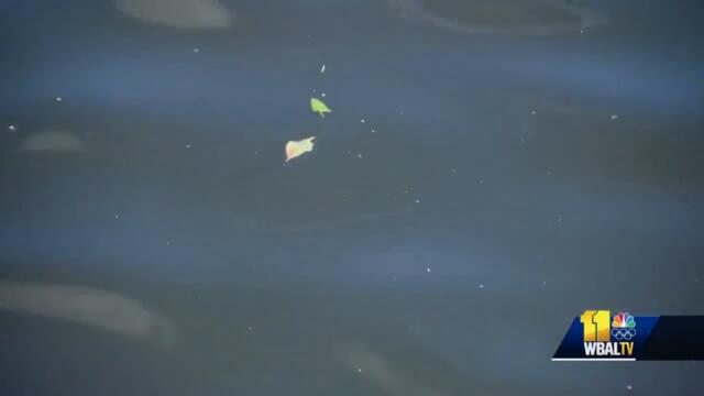 Water in Inner Harbor water is much cleaner, reports suggest