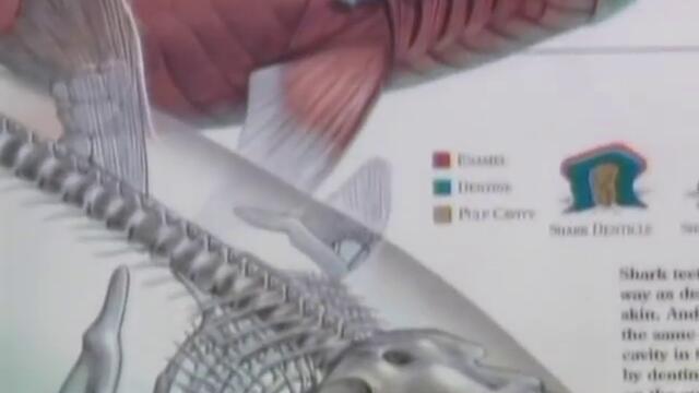 Zoobooks (original commercial)