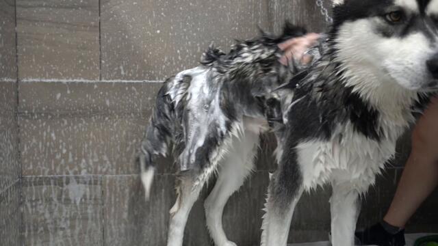 Dramatic Husky throws a fit at the groomers