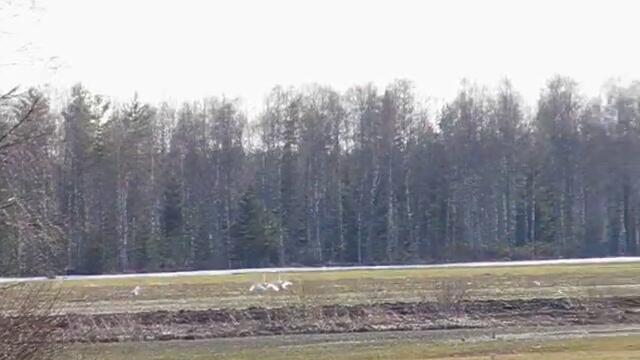 Piirpauke - Swedish Reggae