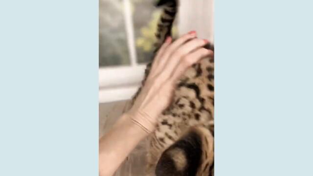 Cute Kittens 2021 Vol.32 🤣 Funny Cat Videos 🙀 Cute Cat Videos