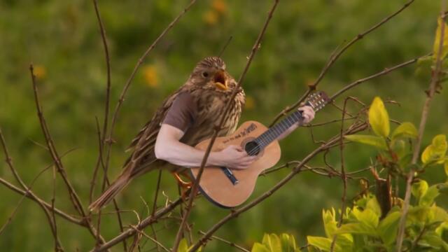 Birds with arms | curlykidlife