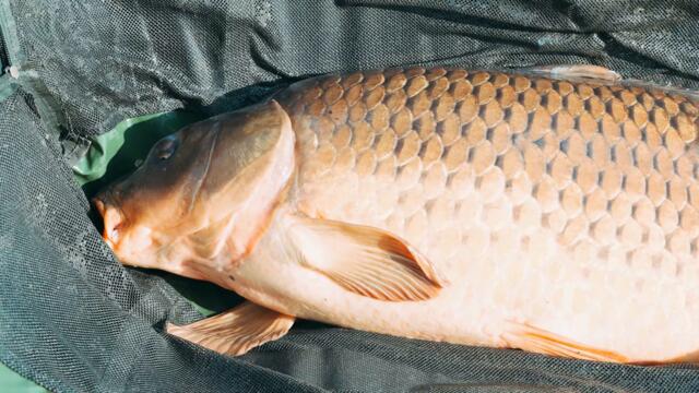 Carp Trip The movie Trailer / Риболовно приключение трейлър