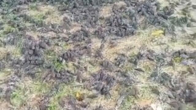 Пръскат ни от небето. Хиляди врабчета паднаха умрели в Бали
