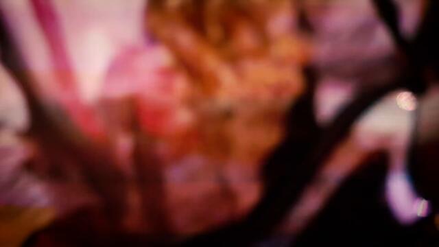 Congoroo - 206 Dogs (Official Lyric Video)