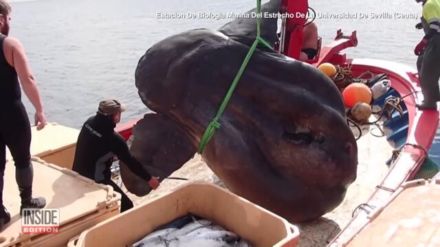 Scientists Find Enormous Sunfish Caught in Fishing Net